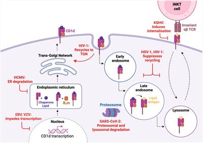 The surveillance of viral infections by the unconventional Type I NKT cell